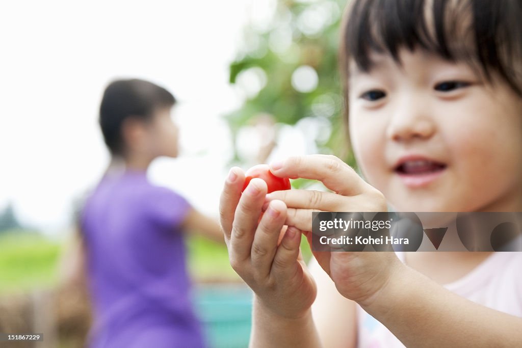 A girl harvesting a cherry tomato in the farm