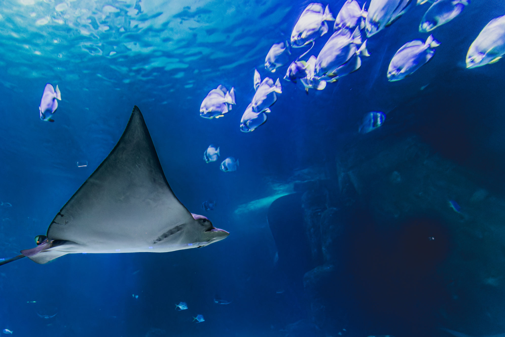 nausicaa aquarium