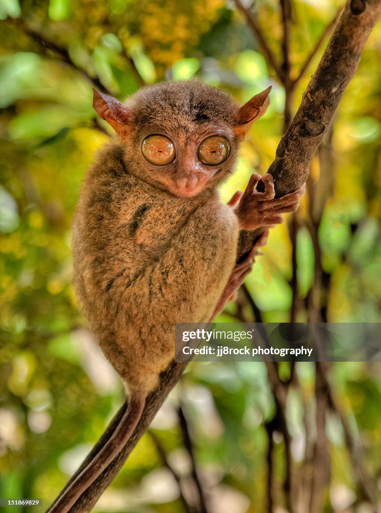 Philippine Tarsier