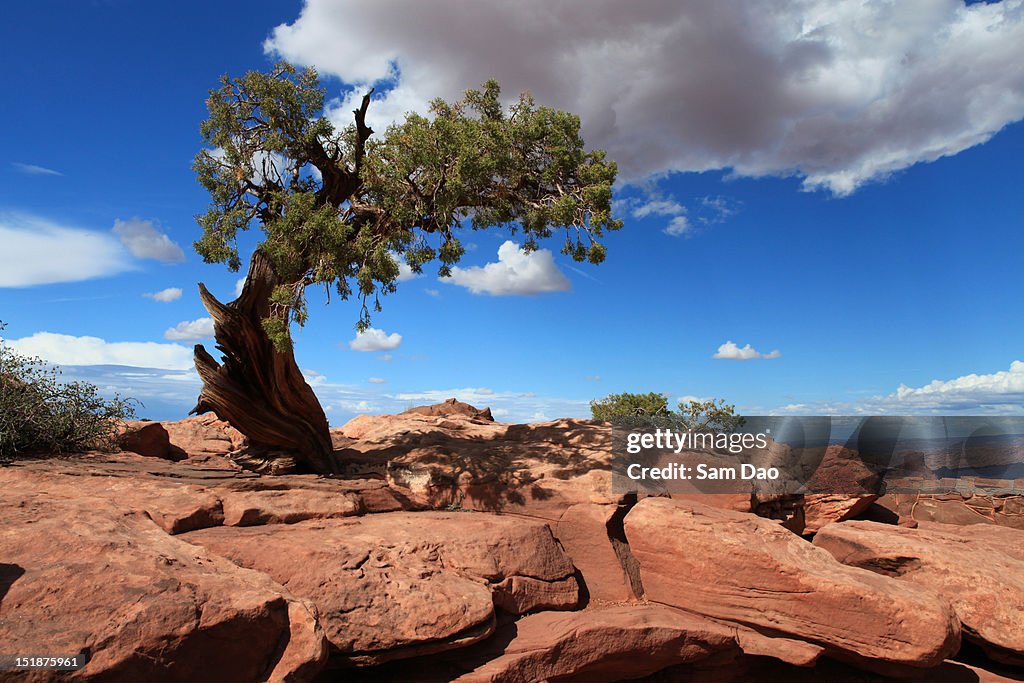 Lonely pinyon pine