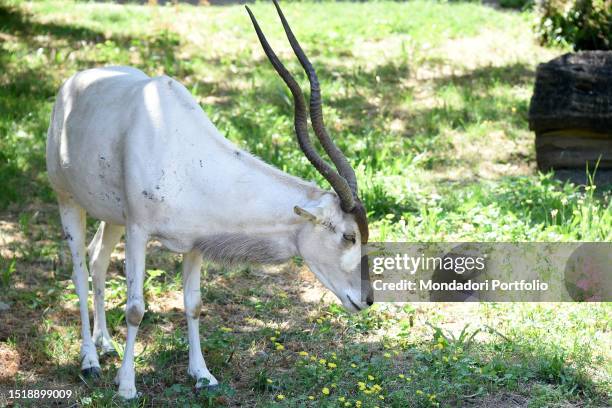 Addax. The bioparc of Rome, 17 hectares, 1000 animals of 150 species including mammals, reptiles, birds and amphibians in a botanical setting with...