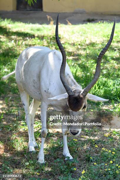 Addax. The bioparc of Rome, 17 hectares, 1000 animals of 150 species including mammals, reptiles, birds and amphibians in a botanical setting with...