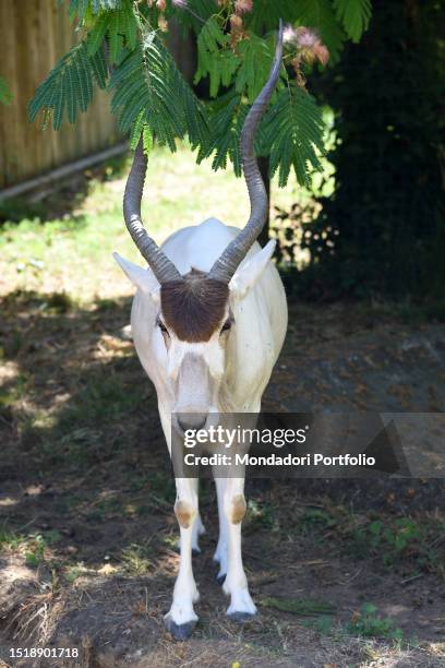 Addax. The bioparc of Rome, 17 hectares, 1000 animals of 150 species including mammals, reptiles, birds and amphibians in a botanical setting with...