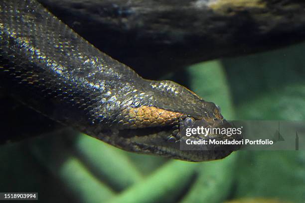 Green anaconda. The bioparc of Rome, 17 hectares, 1000 animals of 150 species including mammals, reptiles, birds and amphibians in a botanical...