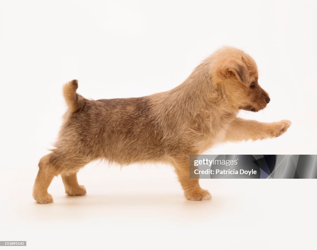 Pointing terrier puppy