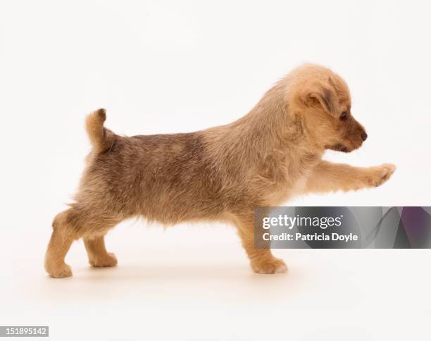 pointing terrier puppy - terrier stock pictures, royalty-free photos & images