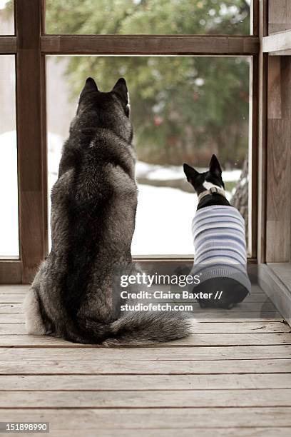 snowed in - snowed inside stock pictures, royalty-free photos & images