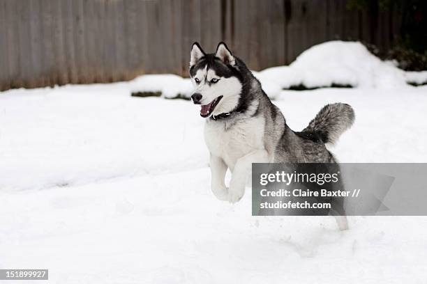 6 163点のシベリアンハスキーのストックフォト Getty Images 6 163点のシベリアンハスキーのストックフォト Getty Images