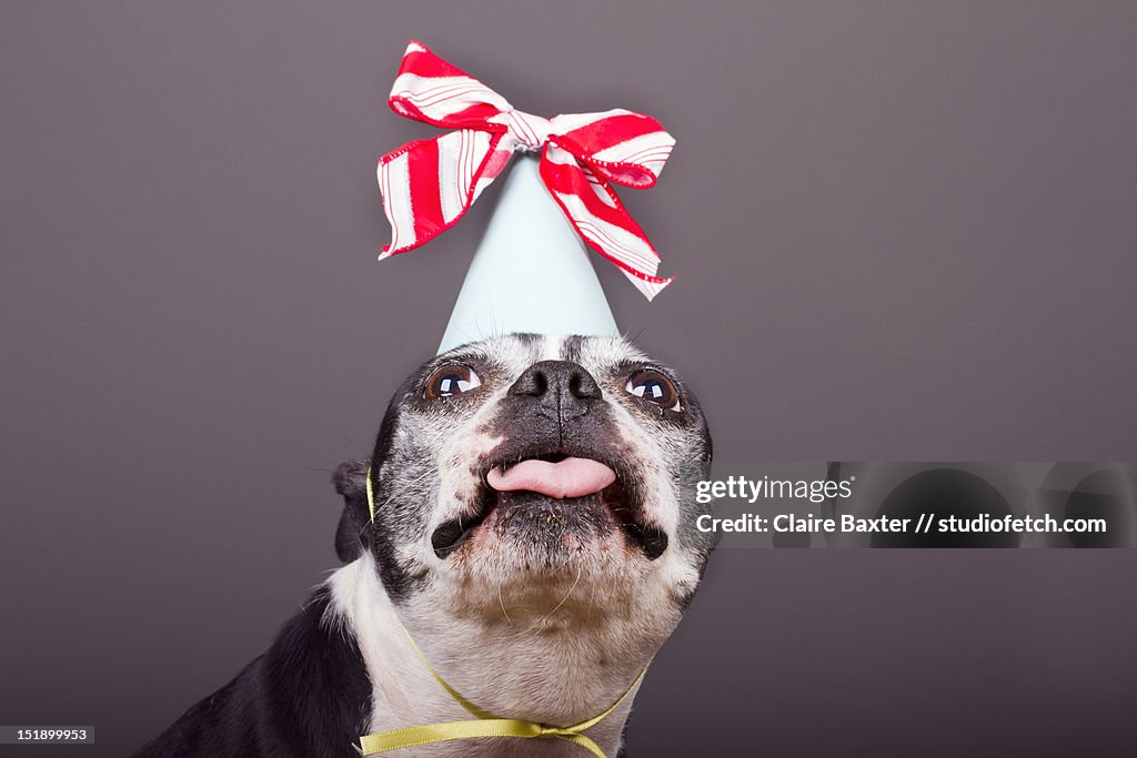 Boston Terrier wearing birthday hat