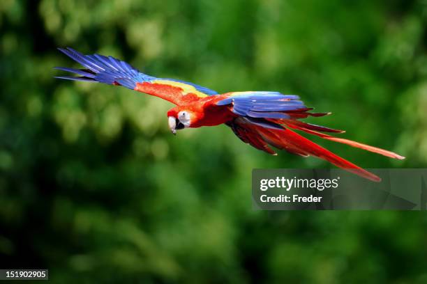 guacamayo escarlata en vuelo - scarlet macaw fotografías e imágenes de stock