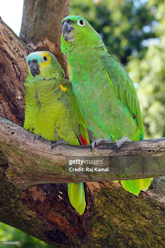Mealy Parrot (Amazona farinosa) and Blue-fronted A