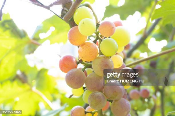 ripening grapes in vineyard - sunset vineyard stockfoto's en -beelden
