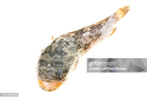 uranoscopus scaber - stargazer fish stock pictures, royalty-free photos & images