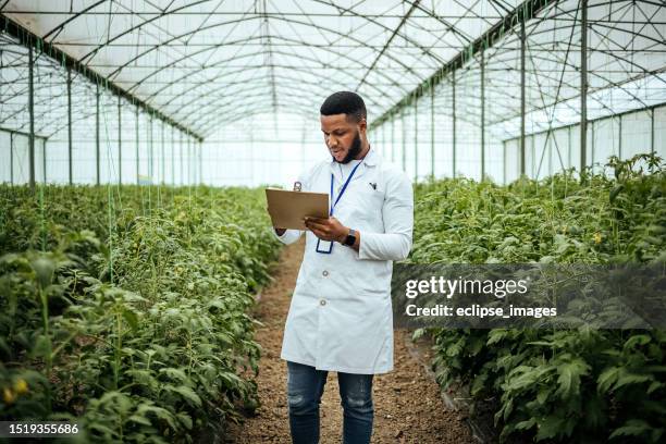 male working in a greenhouse - biologist stock pictures, royalty-free photos & images