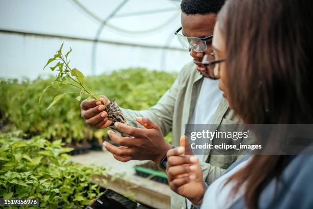 man and a woman in a greenhouse - black brilliance collective stock pictures, royalty-free photos & images