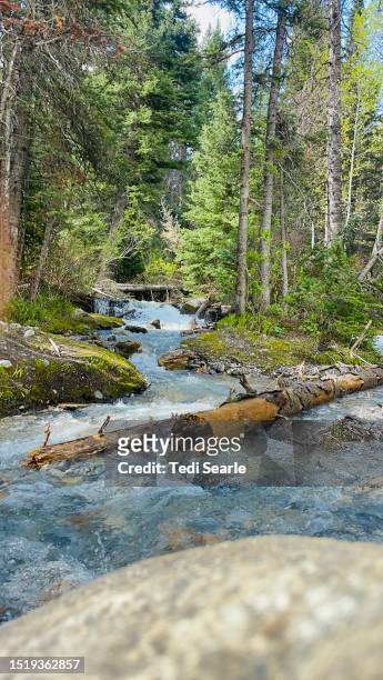 clear spring mountain runoff thru forest - midway geyser basin stock pictures, royalty-free photos & images