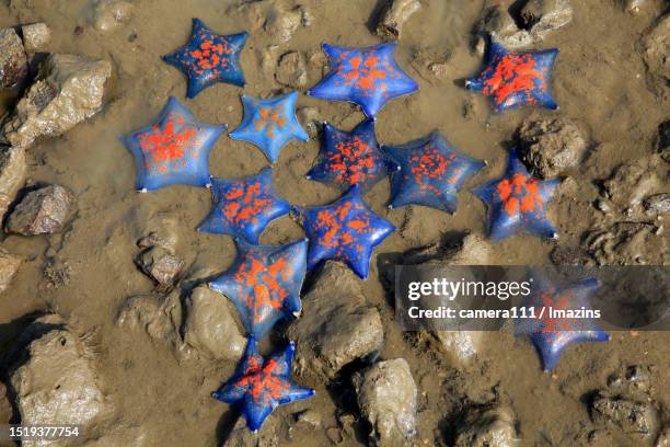 Basic Starfish 68 How Are Starfish Born Stock Photos, High-Res Pictures, and Images ...