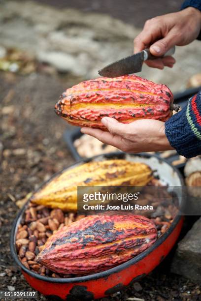 woman holding fresh cocoa fruit - cocoa powder stock pictures, royalty-free photos & images