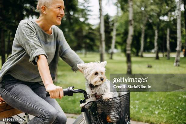 woman rides her dog on a bicycle - bike basket stock pictures, royalty-free photos & images