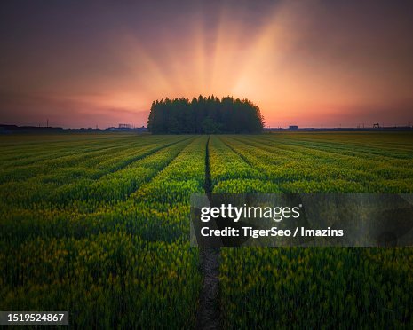 Barley Field, Meta Tree, Sunset, Gunsan Naechon-dong Barley Field, Meta Tree, Sunset, Gunsan Naechon-dong