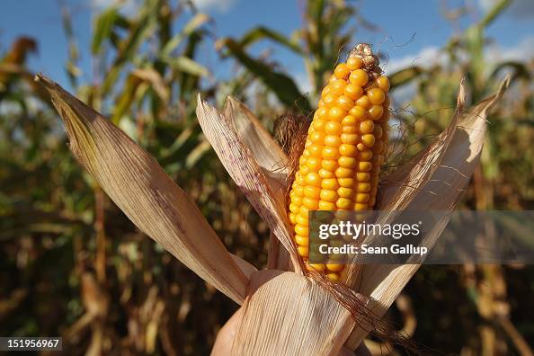 Corn Harvest Underway In Brandenburg