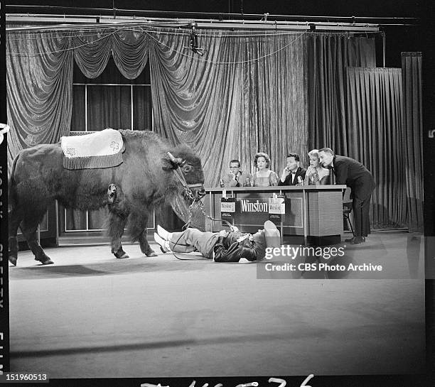 Guest with buffalo. Show Host:Gary Moore. Panelists: Betsy Palmer, Jayne Meadows, Bill Cullen, Henry Morgan.