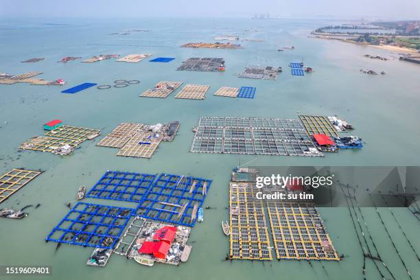 floating plates of aquaculture farms floating on the sea - aquaculture stock pictures, royalty-free photos & images