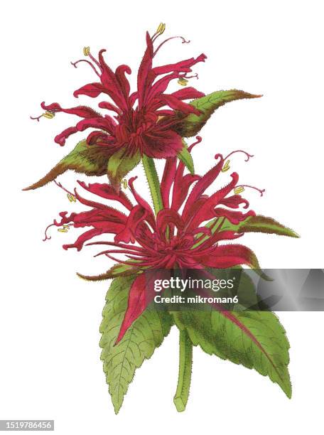 old chromolithograph illustration of botany, crimson beebalm, scarlet beebalm, scarlet monarda, eau-de-cologne plant, oswego tea, or bergamot (monarda didyma) - goldmelisse stock-fotos und bilder