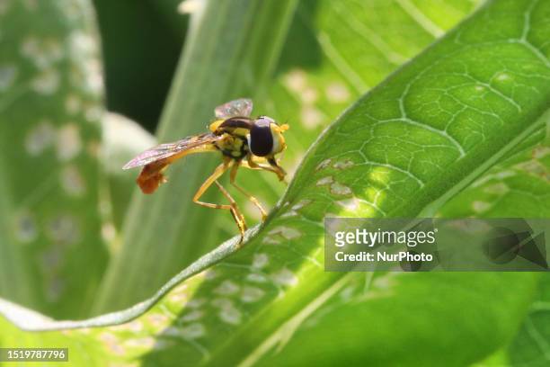 Hoverfly on a leaf in Markham, Ontario, Canada, on July 05, 2023.