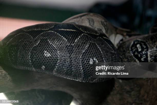 two snakes - amazon region, brazil - amazon rainforest snakes photos et images de collection