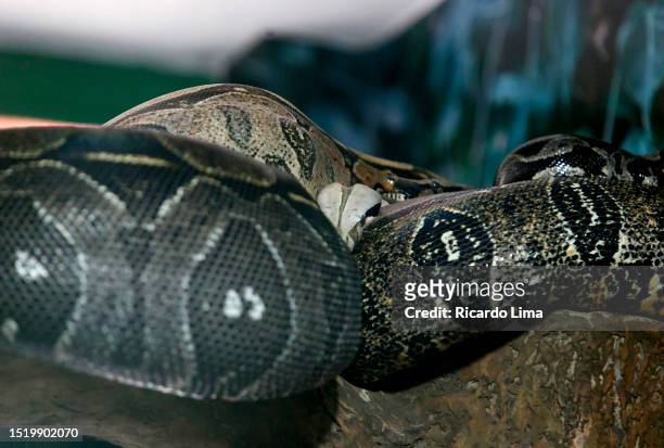 two snakes - amazon region, brazil - amazon rainforest snakes photos et images de collection