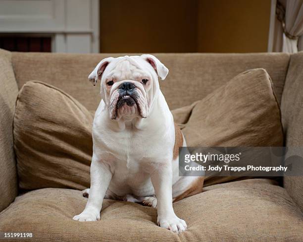 king on his throne - bulldog stockfoto's en -beelden