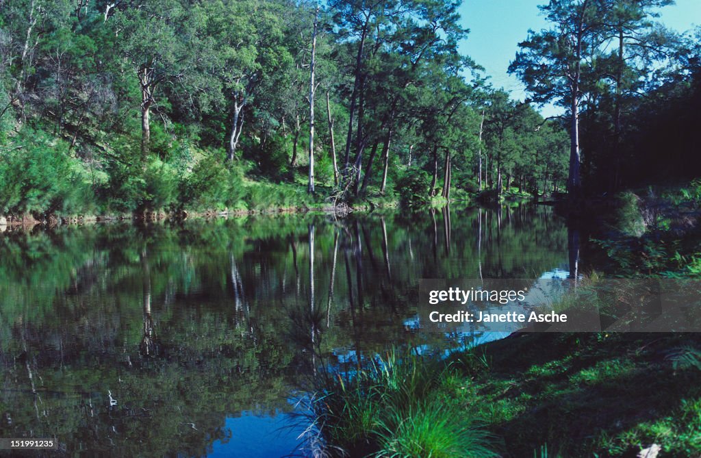 Kowmung River reflection