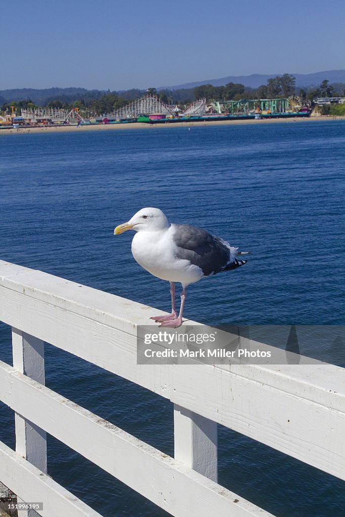 Wharf side seagull and Boardwalk