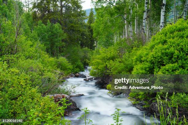 creek in mountain forest - aspen tree stock pictures, royalty-free photos & images