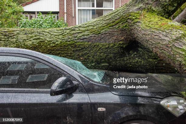 fallen tree lies on top of a car whose wind-shield has been destroyed - storm damage stock pictures, royalty-free photos & images