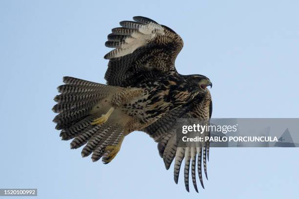 Harris's hawk flies over Independence Square in Montevideo on July 10, 2023.