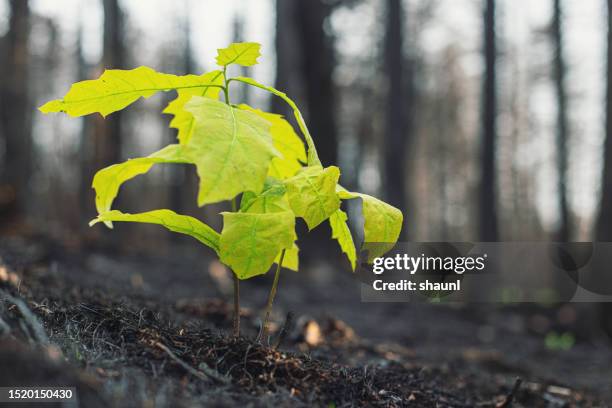 oak saplings grow after wildfire - forest fire regrowth stock pictures, royalty-free photos & images