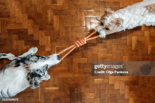 border collie and jack russell dogs tug of war playing at home - will russell stock pictures, royalty-free photos & images