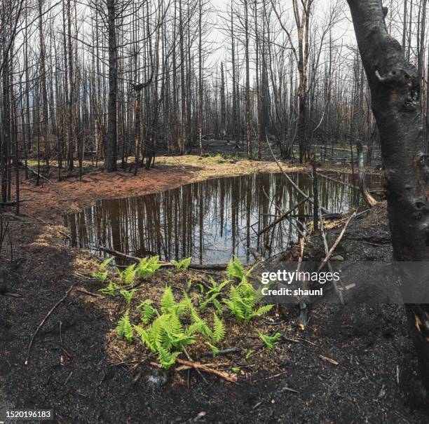 40 Burnt Ash Pond Stock Photos, HighRes Pictures, and Images Getty