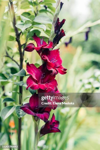 vertical photo of maroon blooming gladiolus in summer in the garden - gladiolus fotografías e imágenes de stock