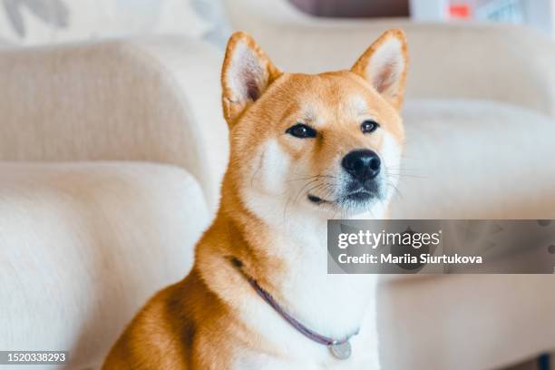 close-up portrait of looking away asian dog shiba inu at home. pets concept. - cute shiba inu puppies stock pictures, royalty-free photos & images
