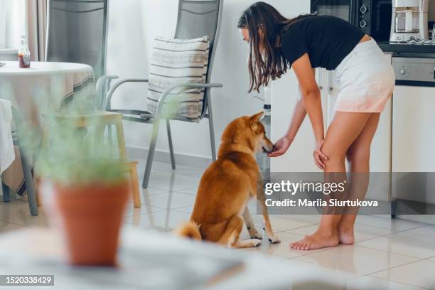 teenager girl feeding her cute pet. cute shiba inu dog asking for treats to owner. pets life and lifestyle. - cute shiba inu puppies stock pictures, royalty-free photos & images