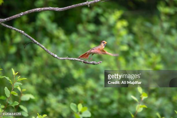 flying male northern cardinal - blue cardinal bird imagens e fotografias de stock