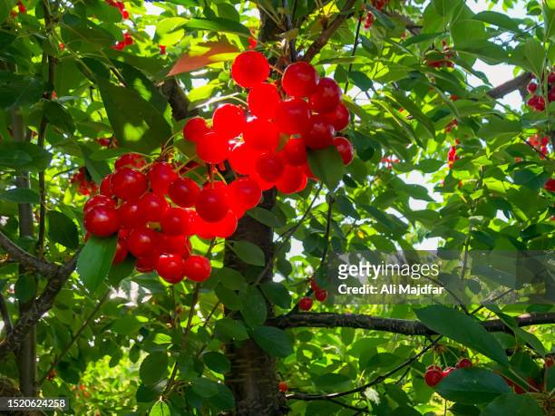tart cherries on tree - sauerkirsche stock-fotos und bilder