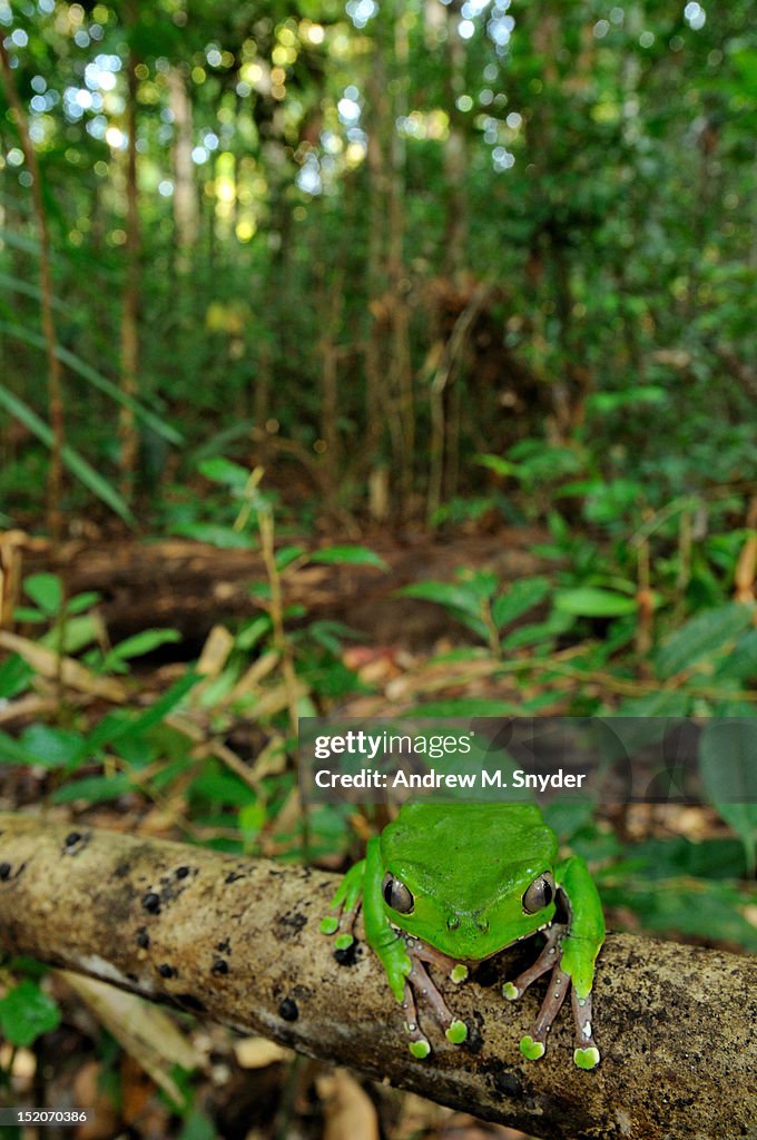 Giant monkey tree frog