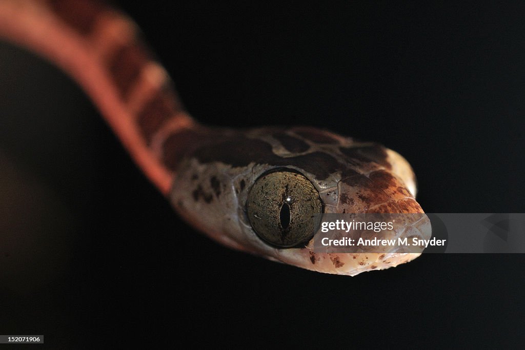 Blunt headed treesnake