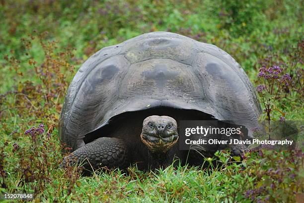 galapagos giant tortoise - galapagos giant tortoise stock-fotos und bilder