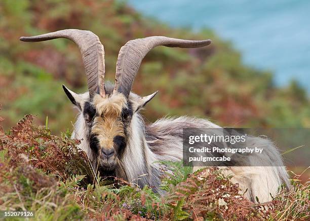 wild goat in valley of rocks - exmoor national park stock pictures, royalty-free photos & images