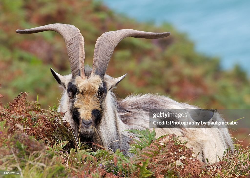 Wild goat in Valley of Rocks